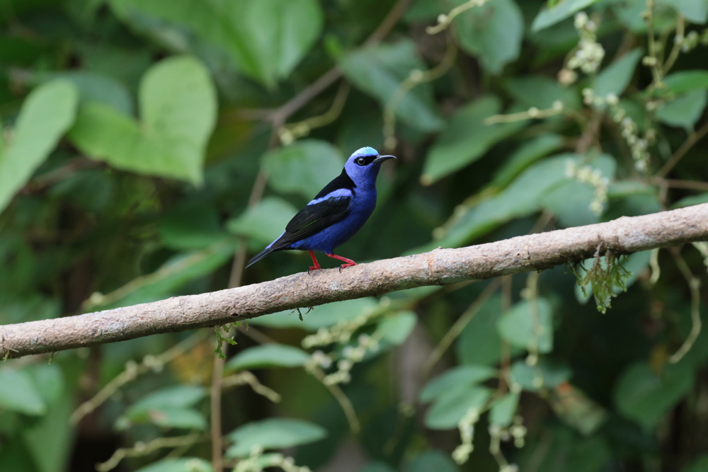 Male Red-legged Honeycreeper